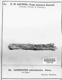 Lichenopsis sphaeroboloides image